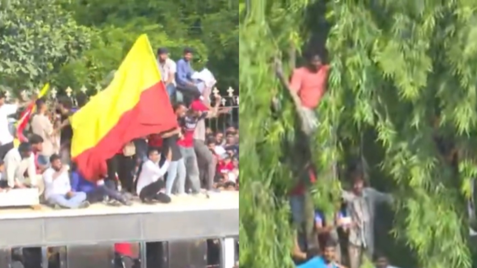 Frenzied fans climb trees, Chinnaswamy Stadium walls to see RCB stars amid stampede. Video | Trending